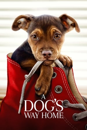 A Dogs Way Home (2019) Hindi Dual Audio 720p Web-DL [900MB] Movie Poster